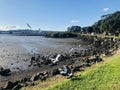 AUCKLAND, NEW ZEALAND- AUG, 15,2020:Red-billed gulls fly by the seashore. Royalty Free Stock Photo