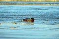 Auckland, New Zealand - Jan 2020. Sea pollution, with a plastic bottle washed ashore on a beach.