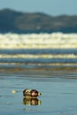 Auckland, New Zealand - Jan 2020. Sea pollution, with a plastic bottle washed ashore on a beach.