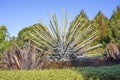 Regan Gentry, Splayed, 2012. Native Ideas Garden