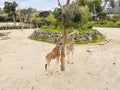 Giraffes, their long necks also help giraffe to reach the highest leaves to feed on. Royalty Free Stock Photo