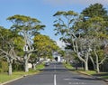 Auckland green Street Suburban Neighborhood in New Zealand