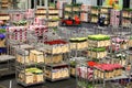 Auction floor at Aalsmeer's FloraHolland flower auction Royalty Free Stock Photo