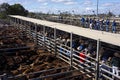 Auctioneer selling beef cattle at Roma sales yards