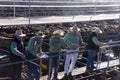 Auctioneers selling pens of beef cattle at Roma