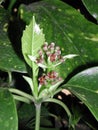 Aucuba japonica brown inflorescence