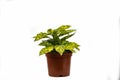 Aucuba japonica in pot with white background