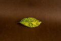 Aucuba japonica leaf on brown background
