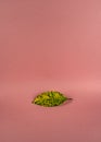 Aucuba japonica leaf on pink background