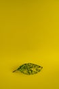 Aucuba japonica leaf on yellow background