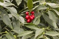 Aucuba Japonica leaves and its red seeds