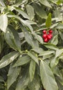 Aucuba Japonica leaves and its red seeds