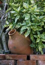 Aucuba Japonica Variegata as an ornamental shrub