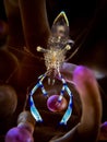 Audacious. Dancing Anemone Shrimp. Ancylomenes holthuisi