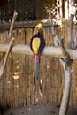 Audacious Gold bird Royalty Free Stock Photo