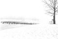 Canadian,goose,snow,lake,bench,tree