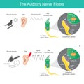 The auditory nerve fibres, comparison sound source 2 types which it is sent the signal sound