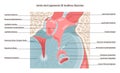 Auditory ossicles joints and ligaments. Middle ear tympanic membrane