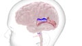 auditory pathway conveys the special sense of hearing.