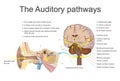 The auditory pathways. Royalty Free Stock Photo