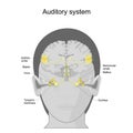 Auditory system. sensory system. human ear anatomy