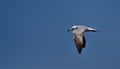 The Audouin`s gull in flight.