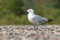 Audouin`s Gull - Ichthyaetus audouinii bird standing on the beach, large mostly white gull restricted to the Mediterranean and th