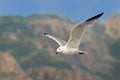 Audouin`s Gull - Ichthyaetus audouinii captured in the flight with mountains in the background