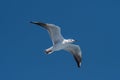 Audouin`s Gull - Ichthyaetus audouinii in flight over blue sky