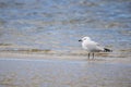 Audouin`s gull Iichthyaetus audouinii with a fishing hook hooked in the mouth in the Natural Park of the Marshes of AmpurdÃÂ¡n