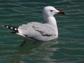 Audouin`s gull.