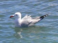 Audouin`s gull.