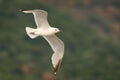 Audouin& x27;s Gull - Ichthyaetus audouinii