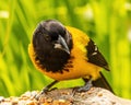 Audubon`s Oriole enjoys snack of seeds on tree limb