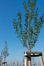 Reforestation, many young trees with climbing aid