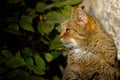 Aufmerksame Katze - attentive cat Royalty Free Stock Photo