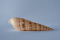 Auger Shell. Pacific Auger. Marlinspike. Terebra Maculata Linne Royalty Free Stock Photo