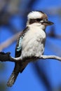 aughing kookaburra (Dacelo novaeguineae) Queensland , Australia Royalty Free Stock Photo