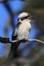 aughing kookaburra (Dacelo novaeguineae) Queensland , Australia Royalty Free Stock Photo