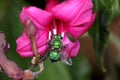 Augochlora pura, sweat bee Royalty Free Stock Photo