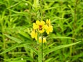 Augochlora Pura Sweat Bee on Twiggy Mullein Wildflower Closeup Macro Royalty Free Stock Photo