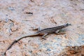Augrabies flat lizard female