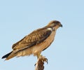 The Augur Buzzard