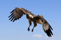 Augur Buzzard Royalty Free Stock Photo