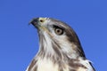 Augur Buzzard Royalty Free Stock Photo