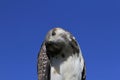 Augur Buzzard