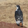 Augur buzzard Royalty Free Stock Photo