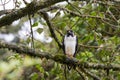 Augur buzzard African bird of prey in black white at Ngorongoro Crater, Arusha, Tanzania, East Africa Royalty Free Stock Photo