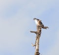 Augur Buzzard Royalty Free Stock Photo