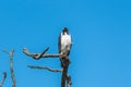 Augur Buzzard, bird Royalty Free Stock Photo